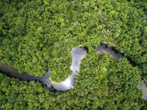 Fundo Amazônia atinge recorde histórico de aprovações este ano