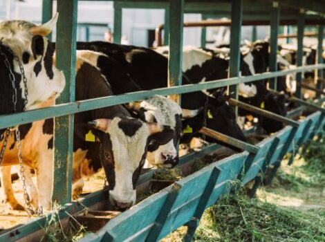 Nova plataforma reúne dados da cadeia produtiva da carne bovina