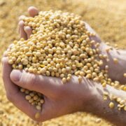 Soja e carne: estudo propõe avanços na rastreabilidade ambiental