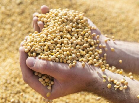 Soja e carne: estudo propõe avanços na rastreabilidade ambiental
